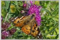 Vanessa cardui