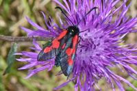 Zygaena trifolii