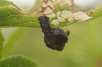 Coleophora anatipennella
