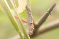 Coleophora adjectella