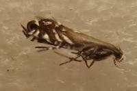 Glyphipterix simpliciella