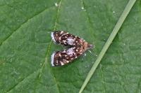 Prochoreutis myllerana