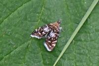 Prochoreutis myllerana
