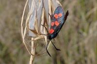 Zygaena transalpina