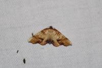 Plagodis dolabraria