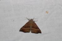 Hypena proboscidalis
