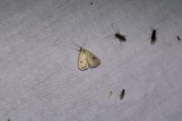 Rivula sericealis
