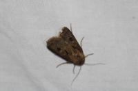 Agrotis exclamationis