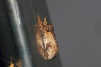 Notodonta ziczac