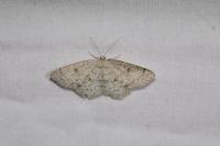 Cyclophora albipunctata