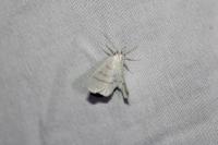 Cabera pusaria