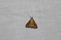 Ostrinia nubilalis