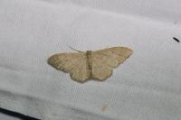 Idaea humiliata