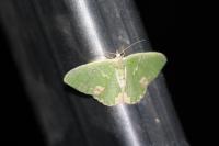 Comibaena bajularia