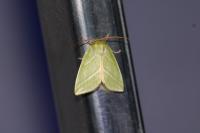 Pseudoips prasinanus