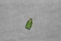 Tortrix viridana