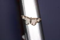 Lomaspilis marginata