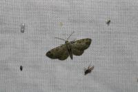 Pasiphila rectangulata