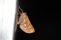 Bupalus piniaria