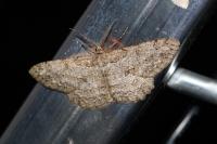 Hypomecis punctinalis