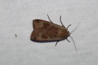 Noctua pronuba