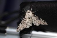 Biston betularia