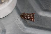 Anarta myrtilli