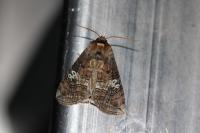 Tethea ocularis
