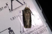 Axylia putris