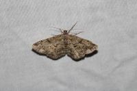 Peribatodes rhomboidaria