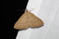 Paracolax tristalis