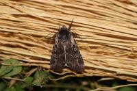 Violaphotia molothina