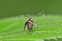 Dasycera oliviella
