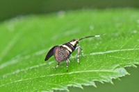 Dasycera oliviella