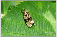 Celypha cespitana