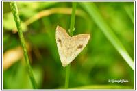 Rivula sericealis