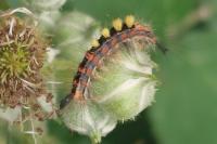 Orgyia antiqua