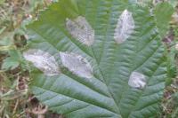 Phyllonorycter coryli