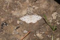 Ectropis crepuscularia