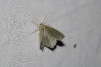Hemithea aestivaria