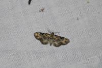 Eupithecia linariata
