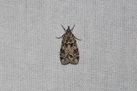 Scoparia basistrigalis