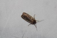 Ochropleura leucogaster