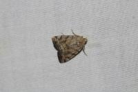 Cosmia trapezina