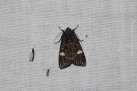 Melanchra persicariae