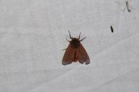 Phragmatobia fuliginosa