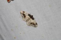 Ligdia adustata
