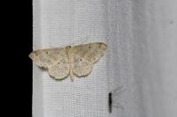 Idaea biselata