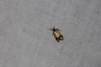 Agapeta zoegana