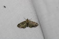 Pasiphila rectangulata